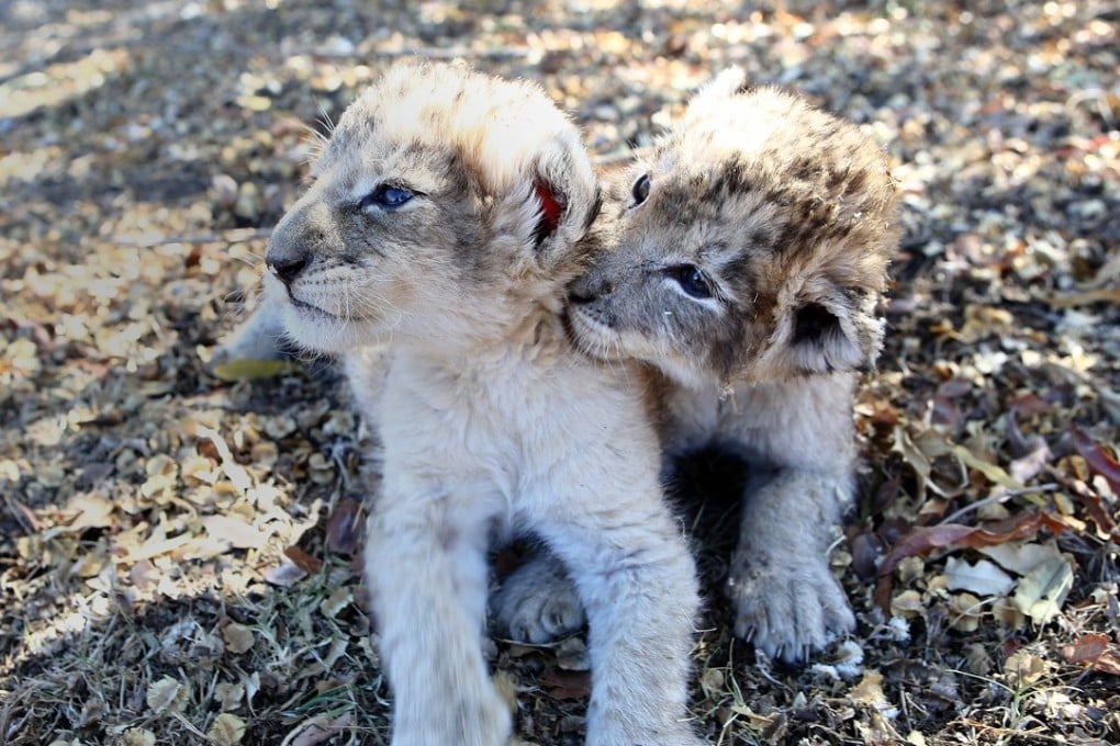 The world's first lion cubs born through artificial insemination. Photo: AFP
