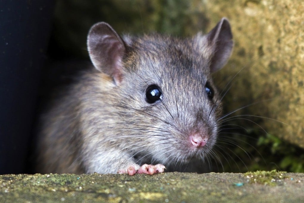 Earlier this summer, Hong Kong faced a rampant rodent problem. Photo: Alamy