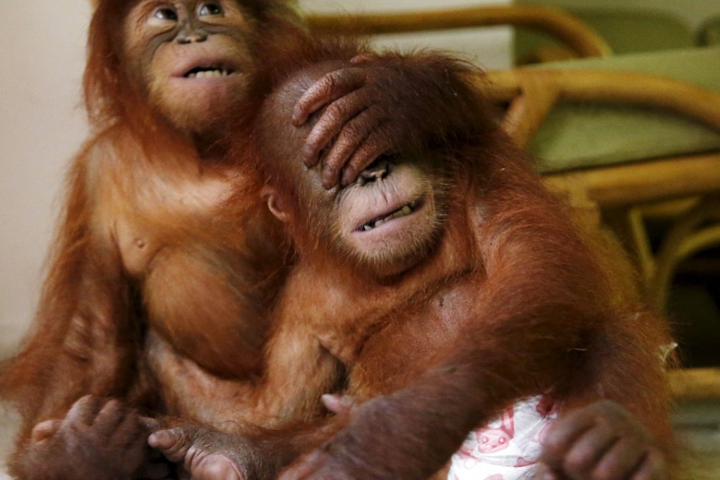 Two baby orangutans play with each other at the wildlife department in Kuala Lumpur. The Malaysian wildlife department in July 2015 seized two baby Sumatran orangutans, found in duffel bags, from traffickers attempting to sell them to buyers in Malaysia. Photo: Reuters