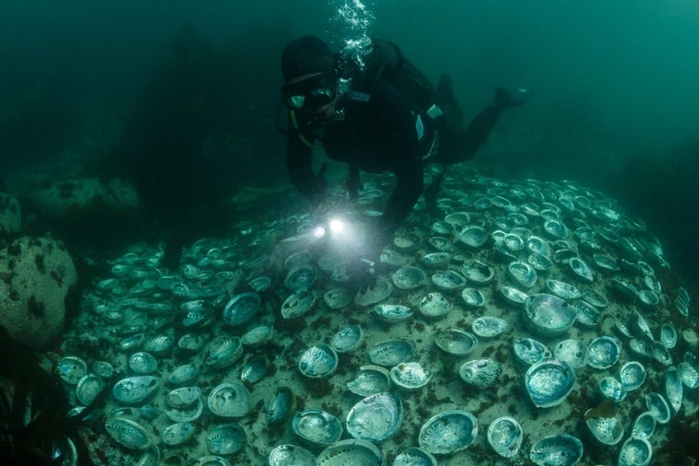 Divers swim over poached abalone shells in South Africa. Picture: AFP