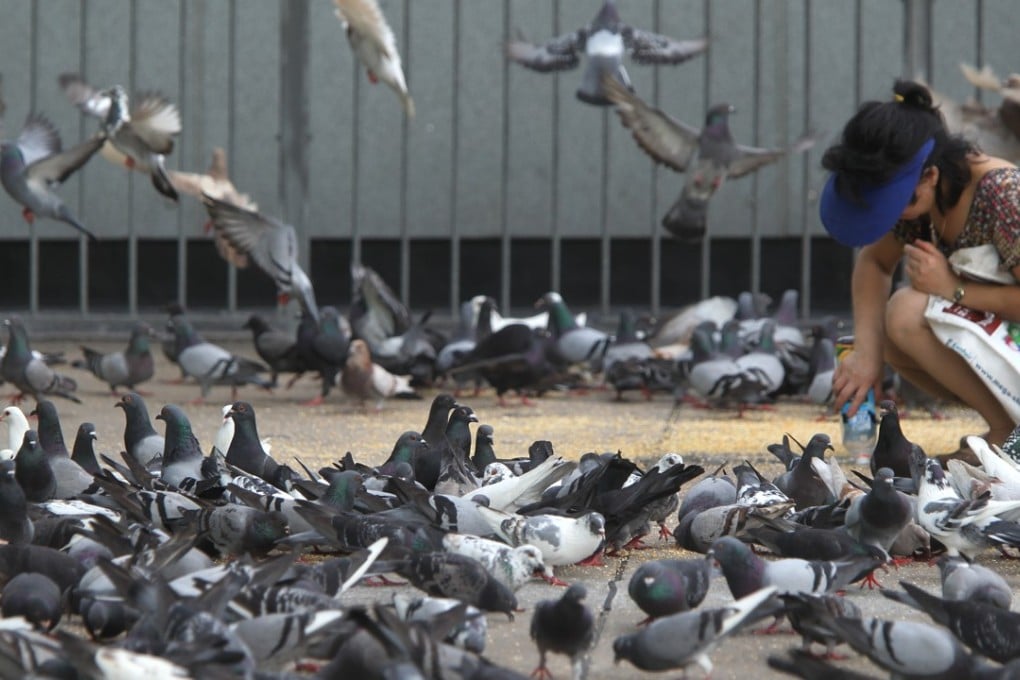 Hong Kong’s rat problem has been linked to the practice of feeding animals and birds in public areas. Photo: David Wong