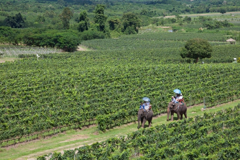 Visitors ride elephants on a tour around Monsoon Valley Vineyards, in Thailand. Picture: Alamy