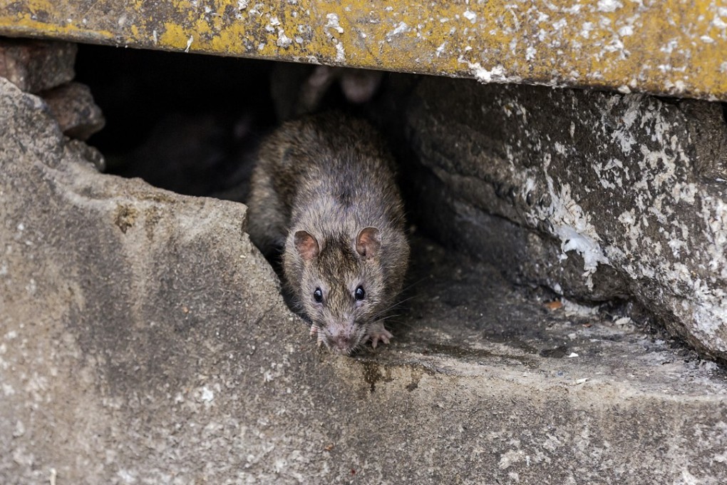 The government’s Rodent Infestation Index may not be accurate. Hong Kong’s rat numbers might be higher than the official figures. Photo: Shutterstock