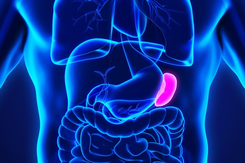 Spleen Function In Digestive System