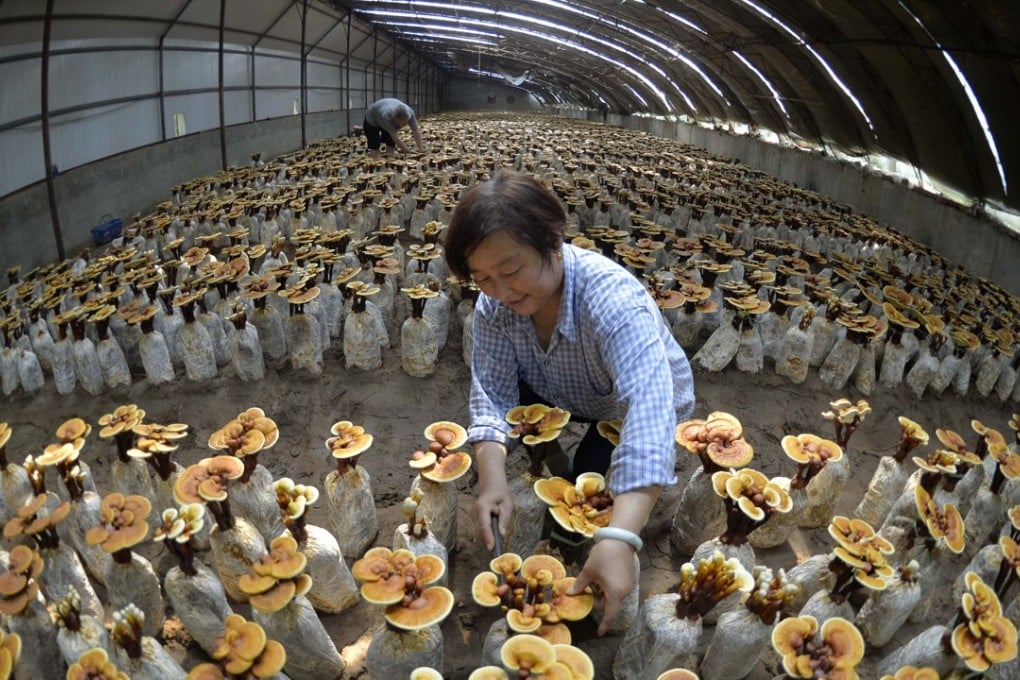 Farmers tend reishi, or lingzhi, mushrooms in a greenhouse in a village in Hebei province, China. The mushrooms have anti-ageing properties, and are used in traditional Chinese medicine and, nowadays, for skincare. Photo: Xinhua