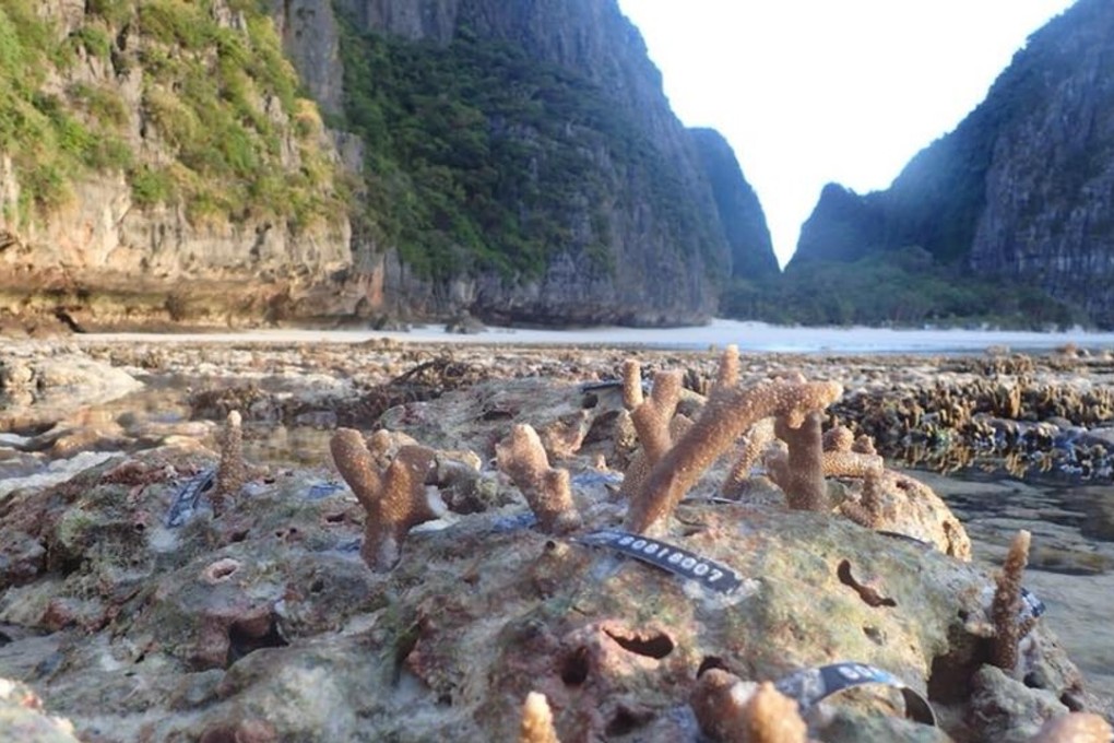 As much as 50 per cent of the coral at Maya Bay has been destroyed, much of it damaged by chemicals found in sunscreen. Picture: Thon Thamrongnawasawat