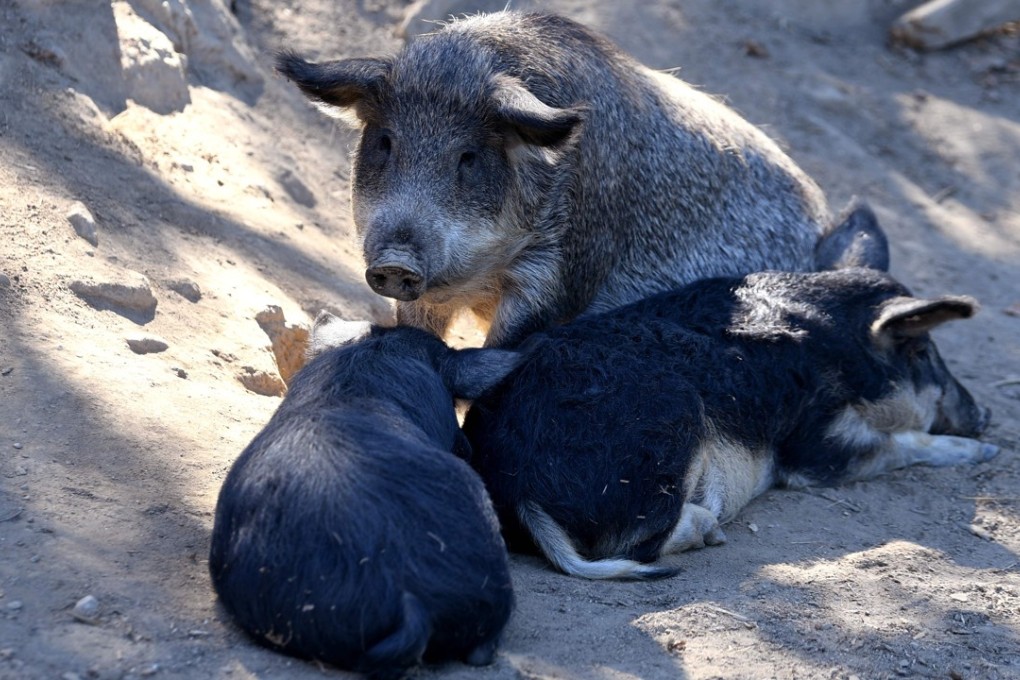 Mangalica pigs, a Hungarian breed, at a farm in La Chapelle du Bard, eastern France. Photo: AFP