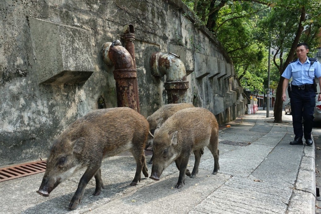 Three boars wandering on Tung Lo Wan Road in Causeway Bay on Tuesday. Photo: Handout