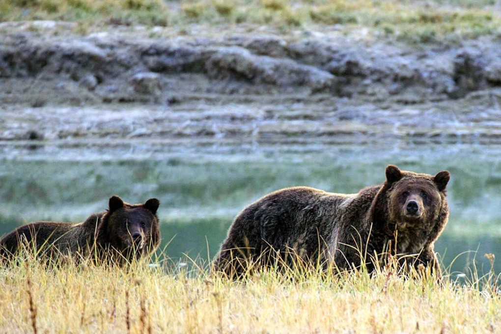 A grizzly bear and her cub take a stroll in Yellowstone National Park in Wyoming. While there are fears of a fixed-income bear market, inflation and wage rates offer a different picture. Photo: AFP
