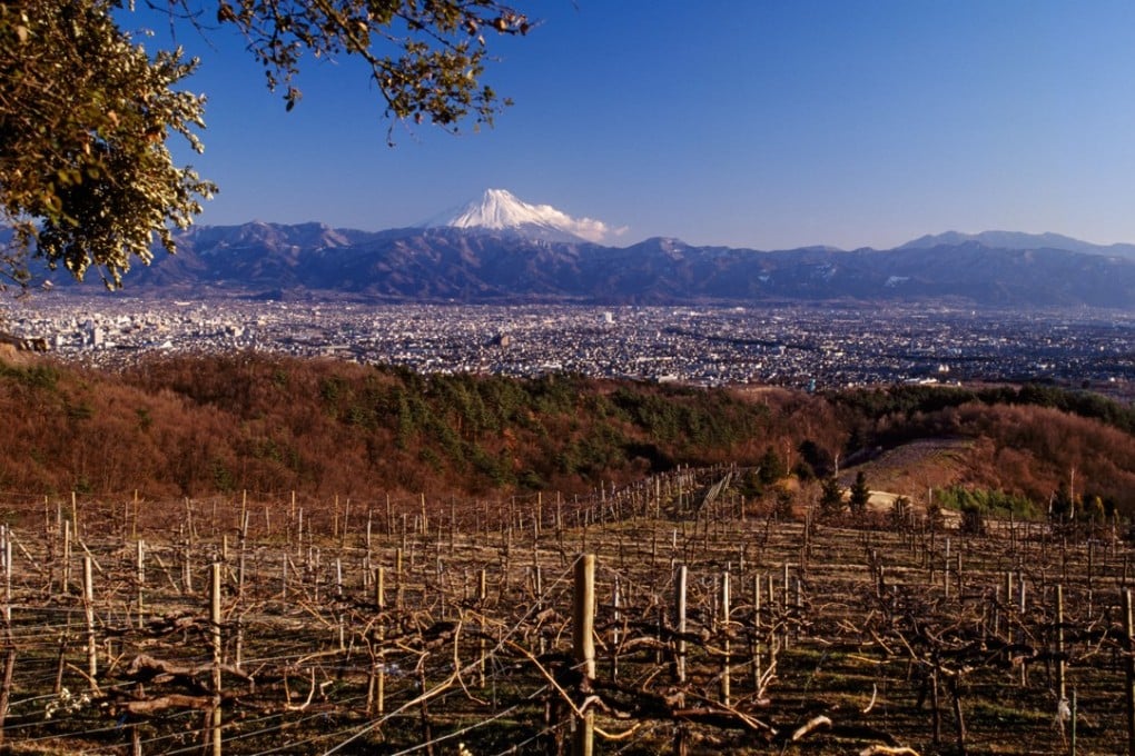 The vineyard at Suntory’s Tomi No Oka winery in Yamanashi prefecture, Japan, with snow-capped Mount Fuji in the distance. Picture: Alamy
