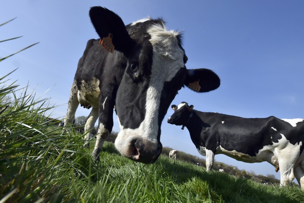 Cows graze in Brittany, France's largest milk producing region. File photo: AFP
