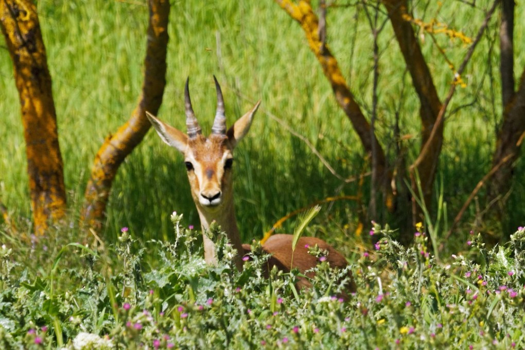 A mountain gazelle in Israel. Pictures: Martin Williams