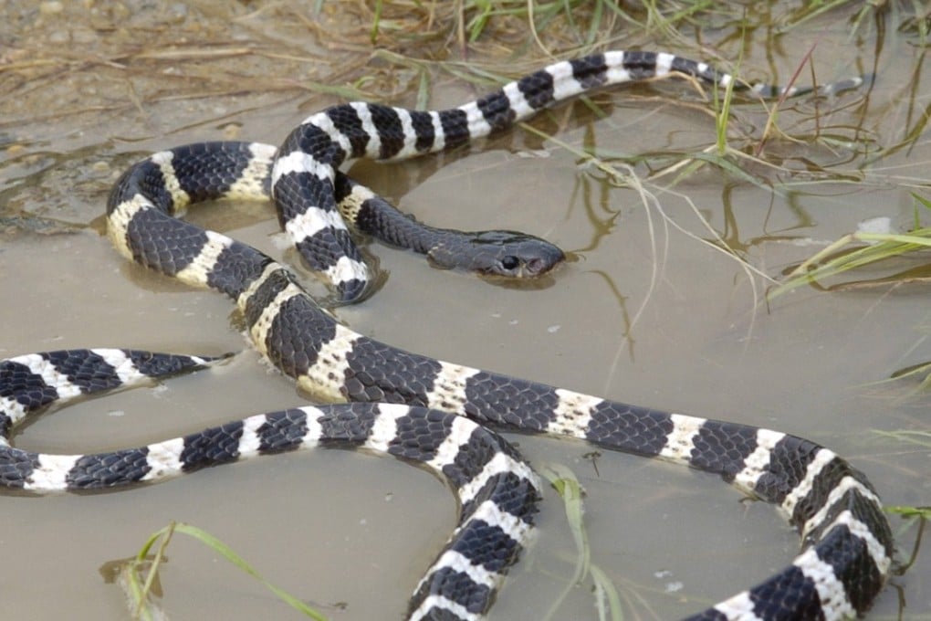 Private or online sale of many-banded kraits is illegal. Photo: Handout
