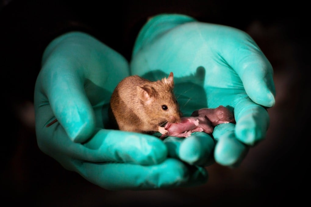 Chinese scientists succeeded in producing mice from two mothers that grew to adulthood and had offspring of their own. Photo: Leyun Wang