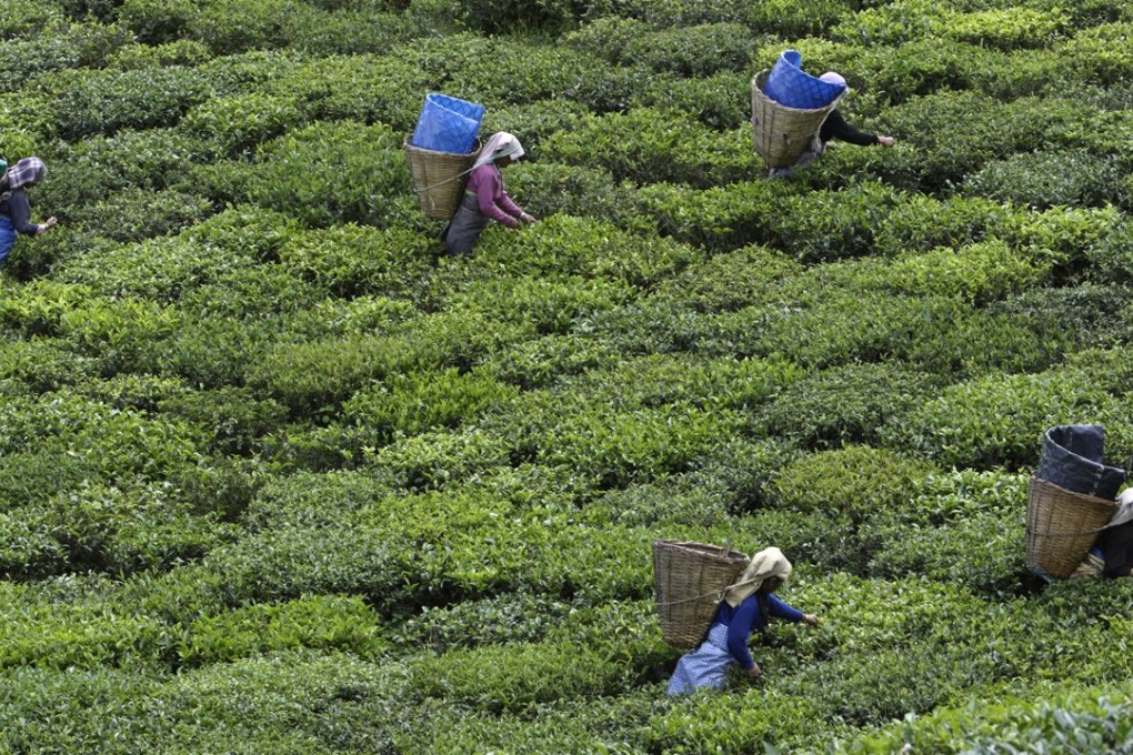 A tea plantation in Sikkim. Photo: Reuters