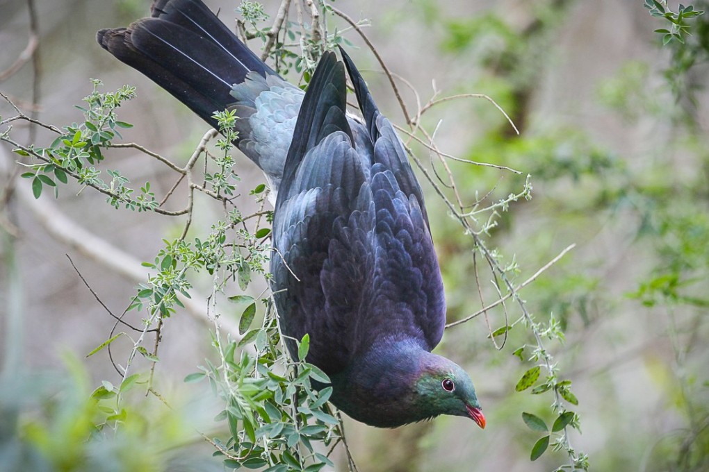 A kereru (wood pigeon) feeds on a bush in New Zealand. Photo: Hawke’s Bay Today