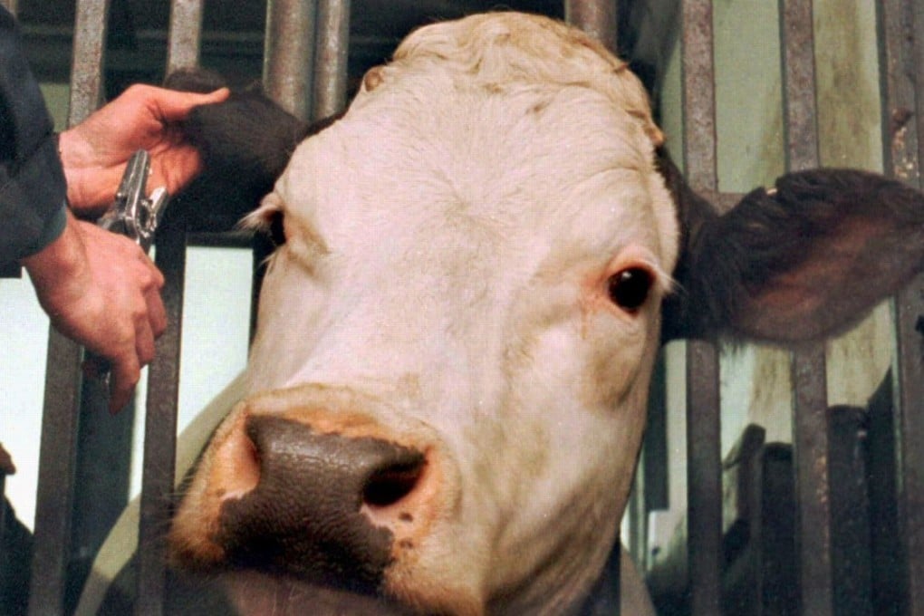 Mad cow disease was first detected in Britain in the late 1980s, spreading from there to other parts of Europe and ravaging cattle herds until the early 2000s. File photo: Reuters