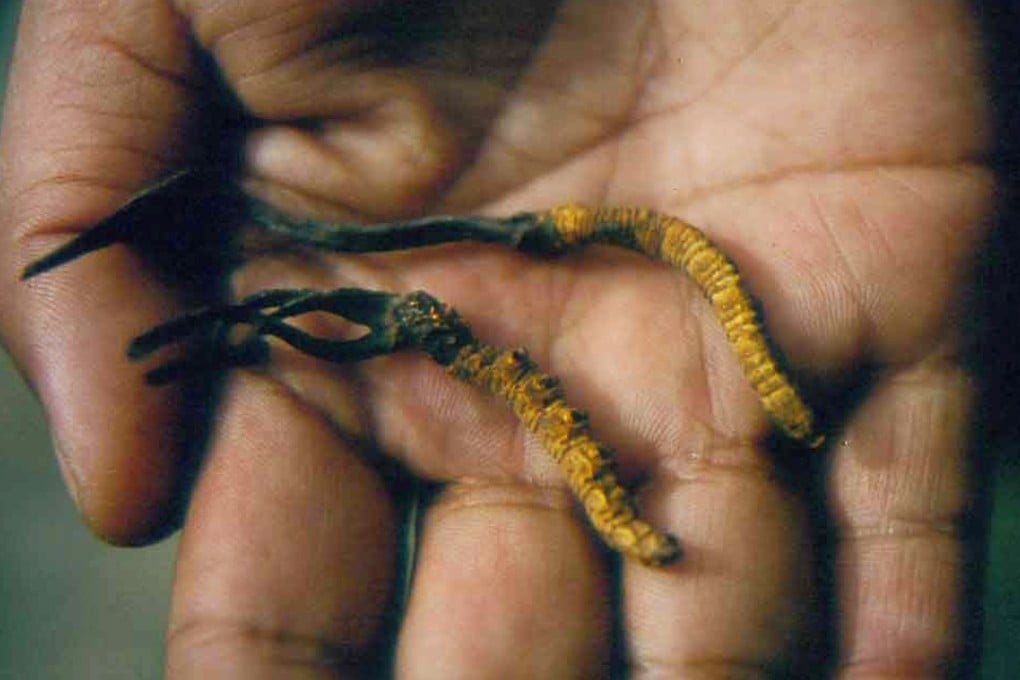 Two caterpillars growing Ophiocordyceps sinensis. Photo: Handout