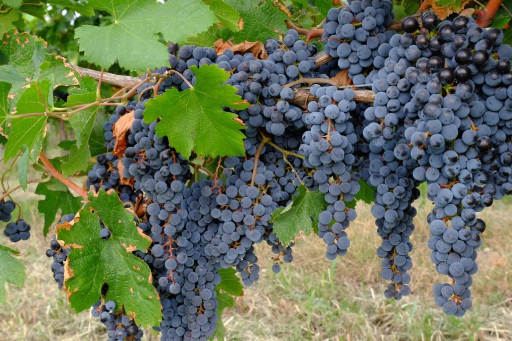 Grapes in the Veneto wine region of Italy. Picture: Alamy