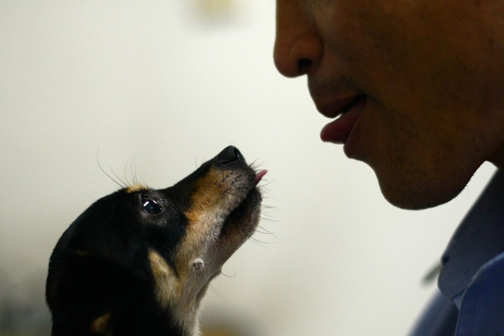 There are close to 34 million dog owners in China and almost 51 million dogs. Photo: AFP