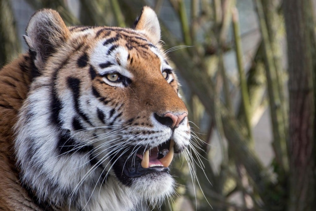 A male Siberian tiger. China has reversed a 25-year-ban on the trade in and medical use of tiger bones. Photo: Handout