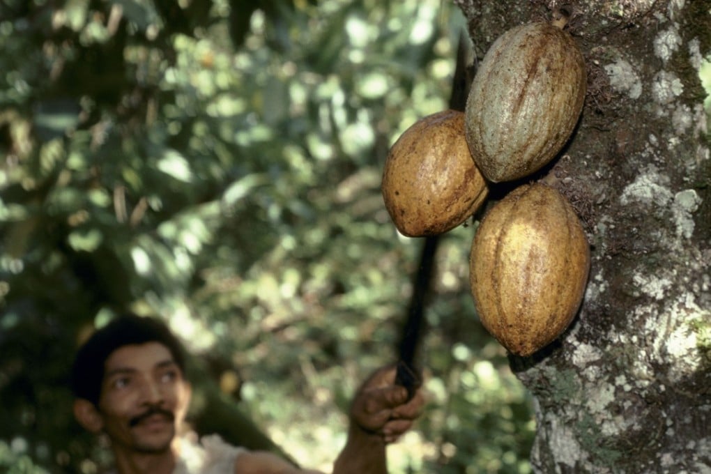 Workers on a cocoa plantation in Bahia, Brazil harvest cocoa pods from the trees. Photo: Alamy