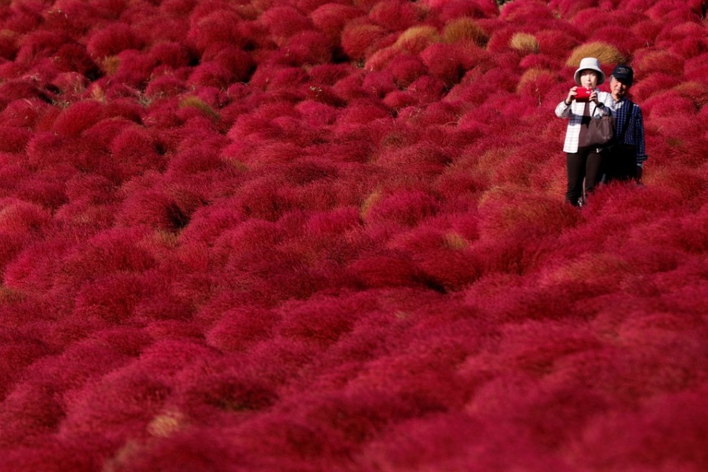A couple take a picture in a field of fireweed at the Hitachi Seaside Park in Hitachinaka, Japan, on October 22. The Japanese yen has strengthened in value in recent months despite the yield differential between US and Japanese government bonds. Photo: Reuters