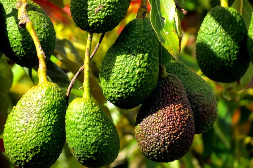 Thieves and organised crime gangs are increasingly targeting avocado crops in New Zealand.