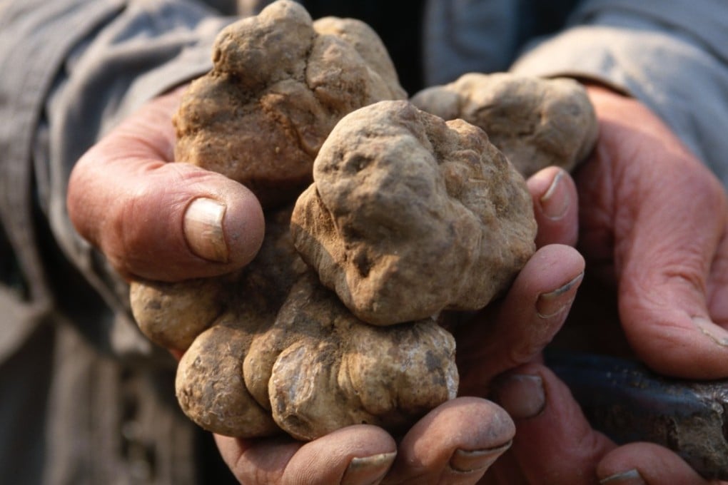 White truffles from Alba, Italy, are highly sought after and only grow in the wild. Photo: Alamy