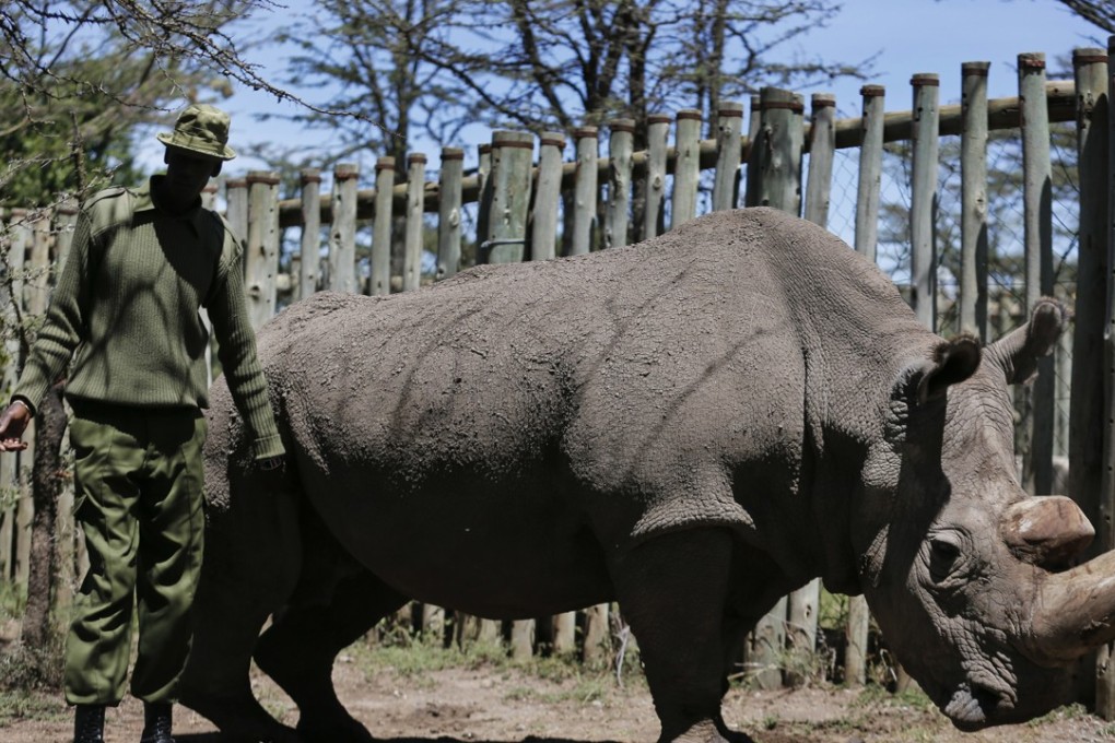 A ranger takes care of Sudan, who was the world’s last male northern white rhino, at the Ol Pejeta Conservancy in Laikipia county in Kenya in May 2017. After Sudan’s death in March 2018, there are only two females – Sudan’s daughter and granddaughter – of the subspecies left in the world. Photo: AP