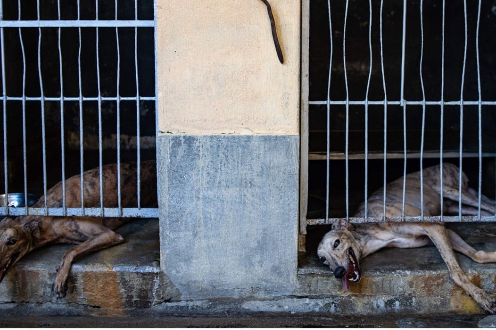 Greyhounds waiting for a new life after the Macau canidrome was shut down in July. Photo: AFP