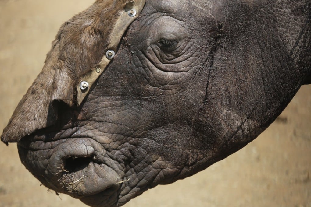 A three-year-old white rhino stands alone with a temporary cover over his open wounds prior to being treated by Saving the Survivors at a private game farm in South Africa last year. Photo: EPA-EFE
