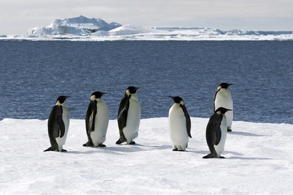Emperor penguins on an ice floe in the Weddell Sea, Antarctica. Photo: Shutterstock