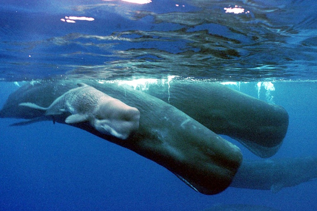 Scientists have developed a way to conceal messages in the sound pulses that sperm whales emit. Photo: AP