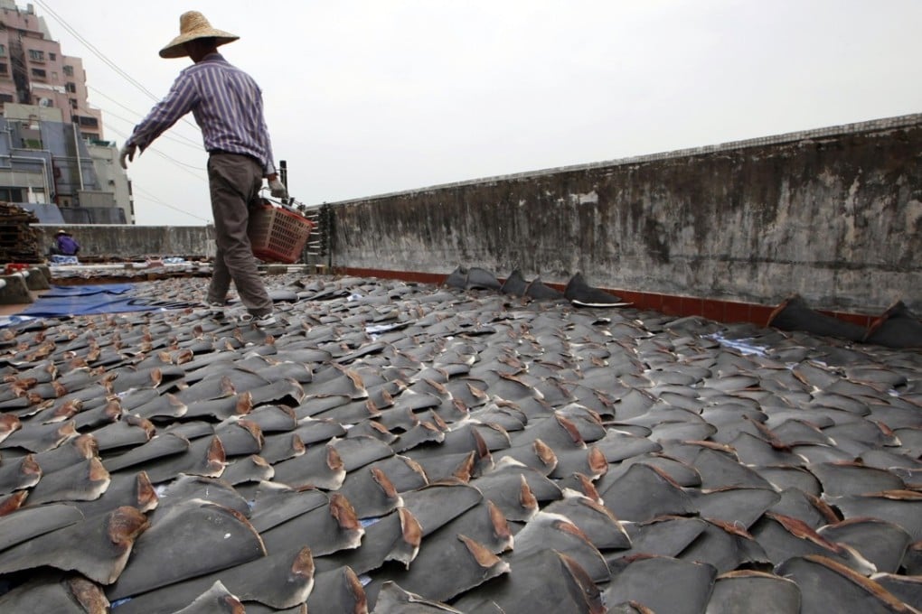 A worker collects shark fins dried on the rooftop of a factory building in Hong Kong. Photo: AP
