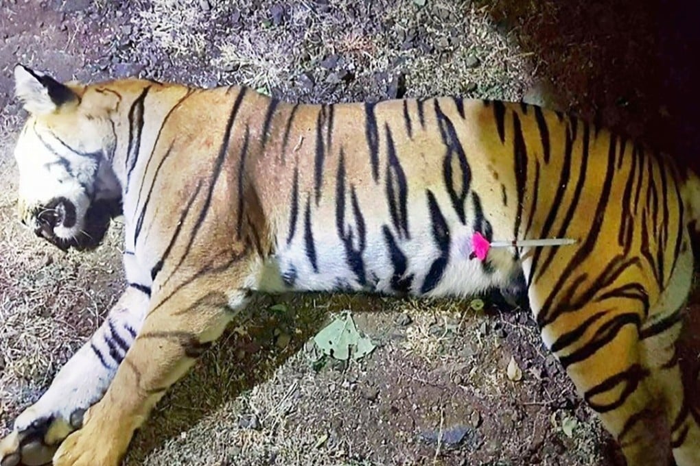 The body of the tiger known as T1 or ‘Avni’ after being shot dead in the forests of India's Maharashtra state near Yavatmal. Photo: Maharashtra Forest Department/AFP