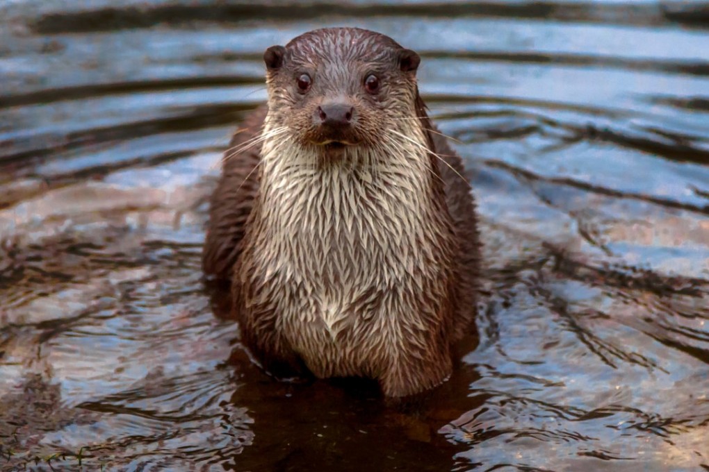 The animals were found during a police inspection of James Chai’s Yuen Long home on January 23, which found he had no licence to justify his ownership. Photo: Shutterstock