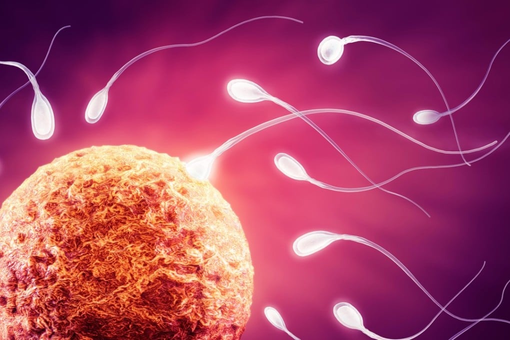 An illustration of sperm reaching a human egg, and trying to fertilise it.