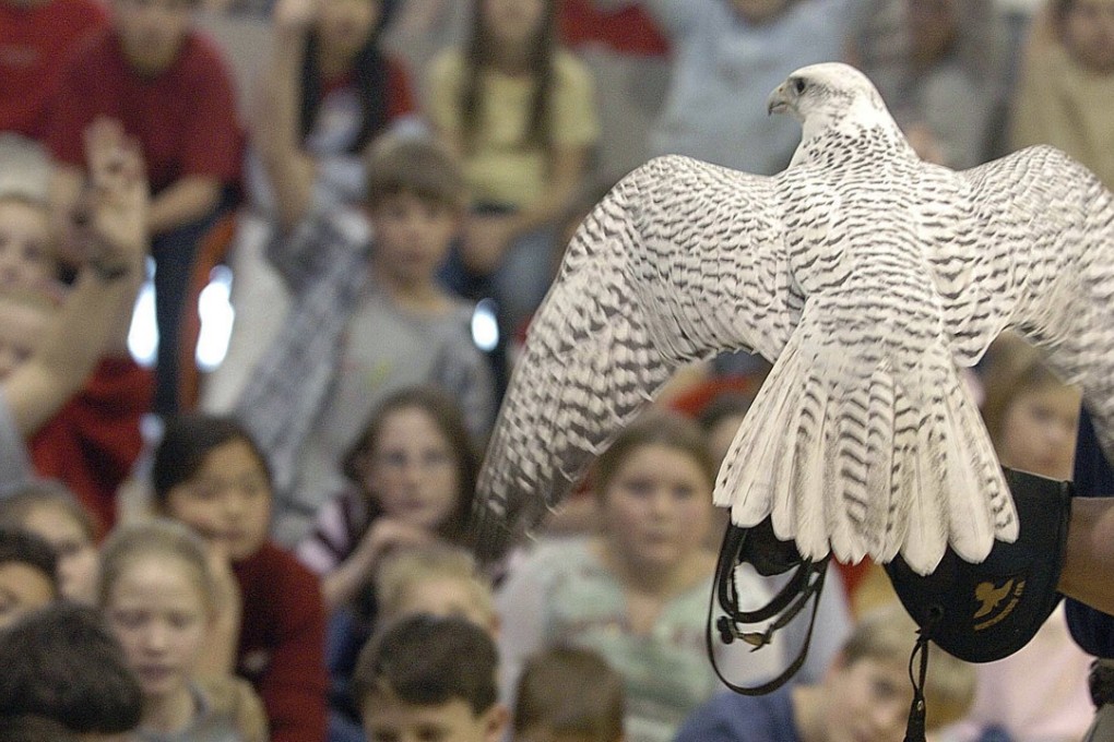 Aurora, a rare white gyrfalcon and Air Force Academy mascot. File photo: AP