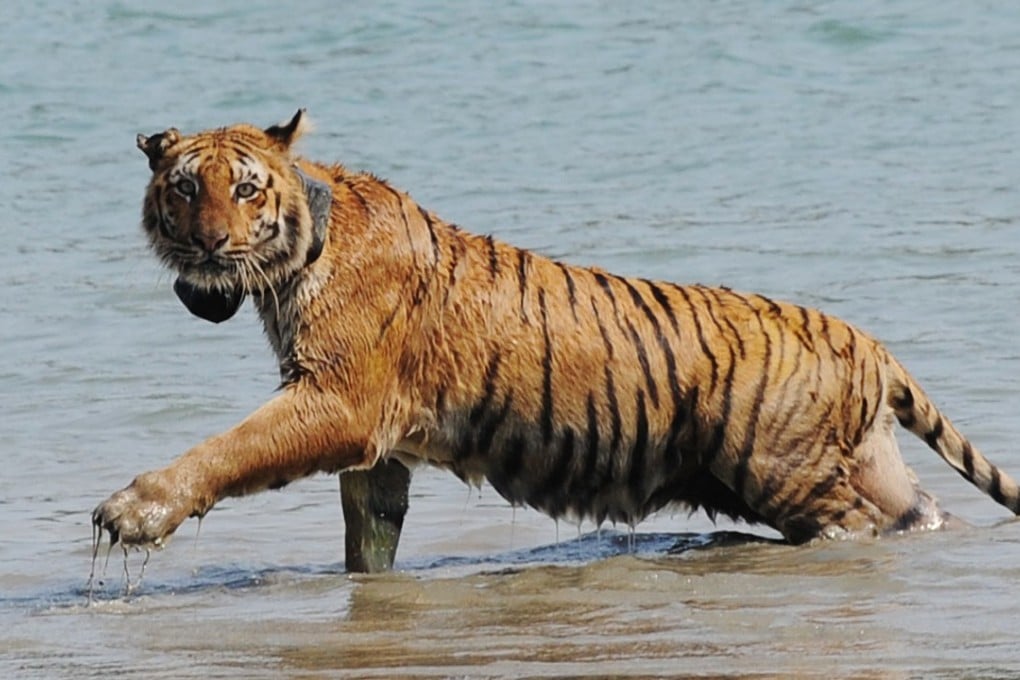 The tiger is India’s national animal and is categorised as endangered under the Wildlife Protection Act. Photo: AFP