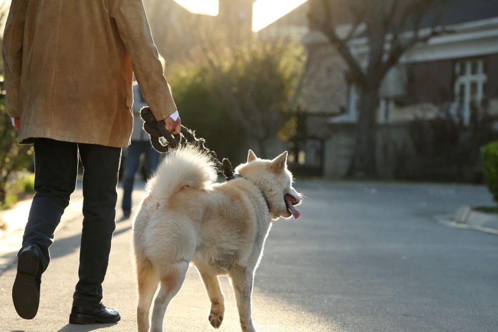 Authorities in the Chinese city of Wenshan also ordered that all dogs in public places be put on a leash no longer than one metre. Photo: Alamy