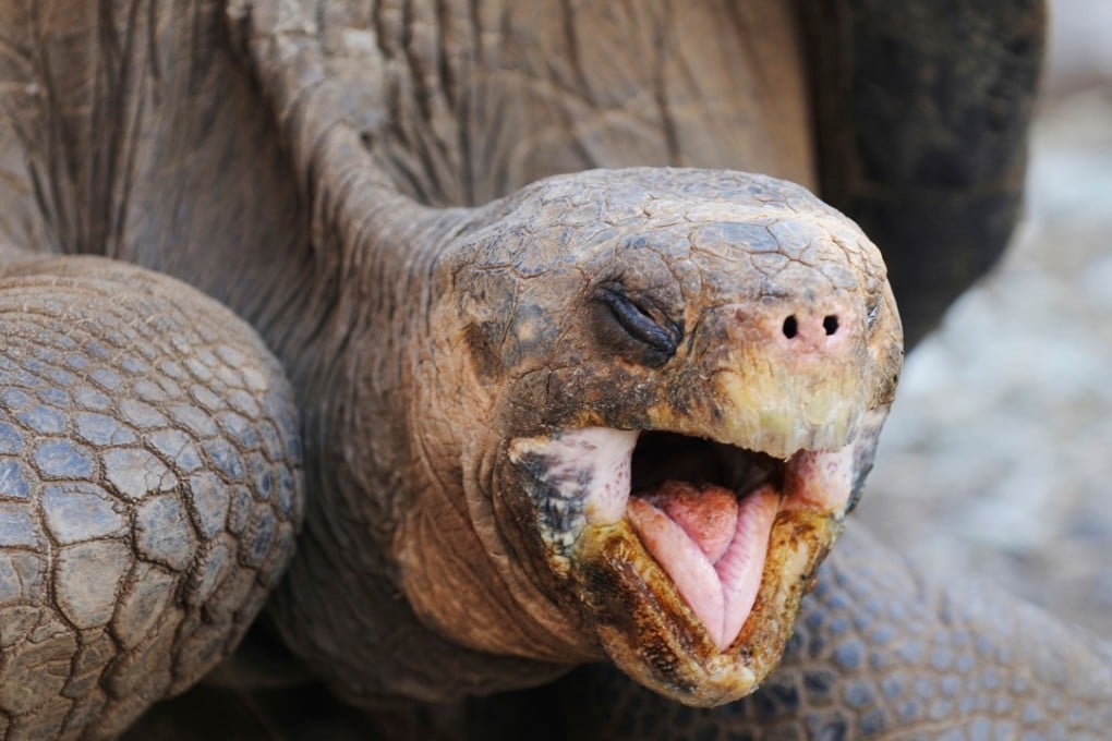 If you are terrified of turtles, you have chelonaphobia. Photo: Alamy