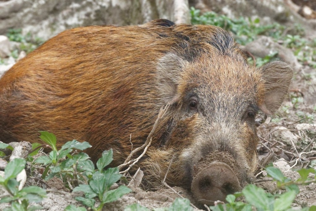 Wild boars are moving in across Japan as the country’s ageing population either dies or moves out. Photo: Martin Williams