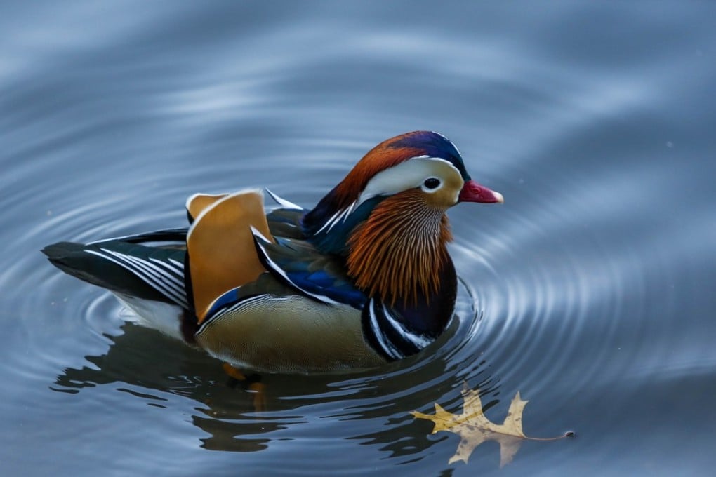 A Mandarin Duck swims in a pond in New York's Central Park. Photo: AFP