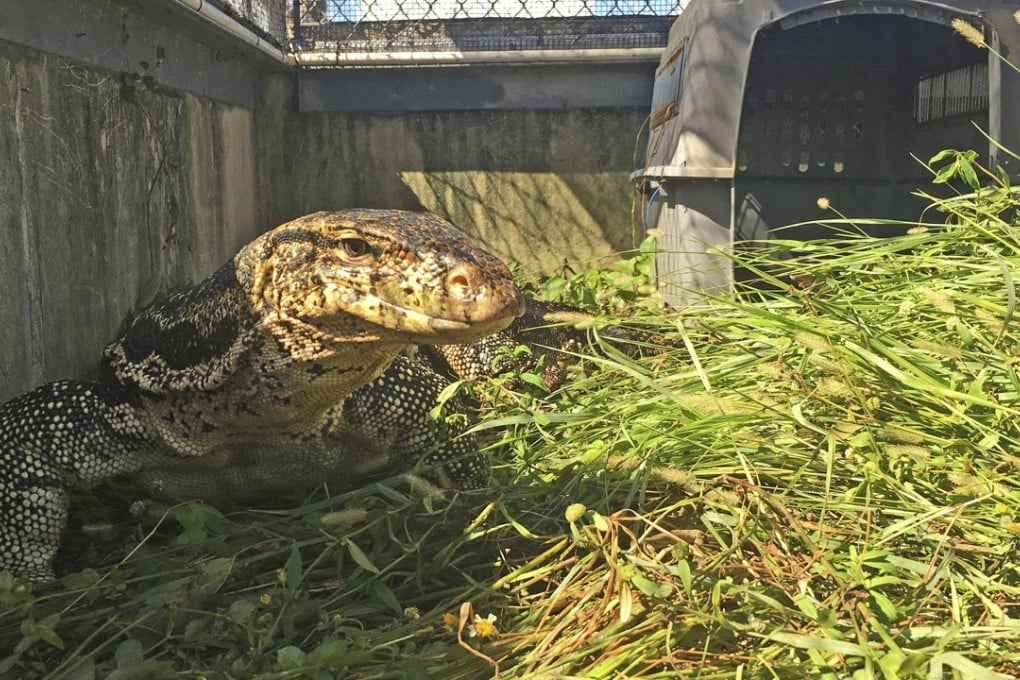 A photo released by the Florida Fish and Wildlife Conservation Commission shows a pet Asian water monitor lizard after it was captured on Tuesday. Photo: AP