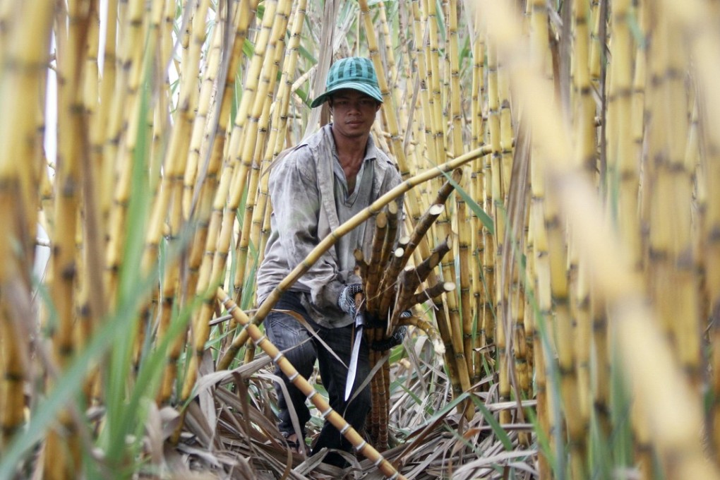 A sugar farmer in Kandal province, Cambodia. Photo: Reuters