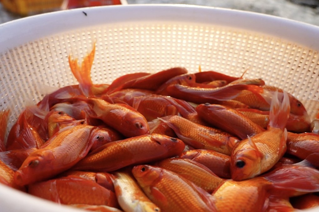 One fish, a traditional symbol of good fortune, can sell for as much as US$1,400. Photo: VCG