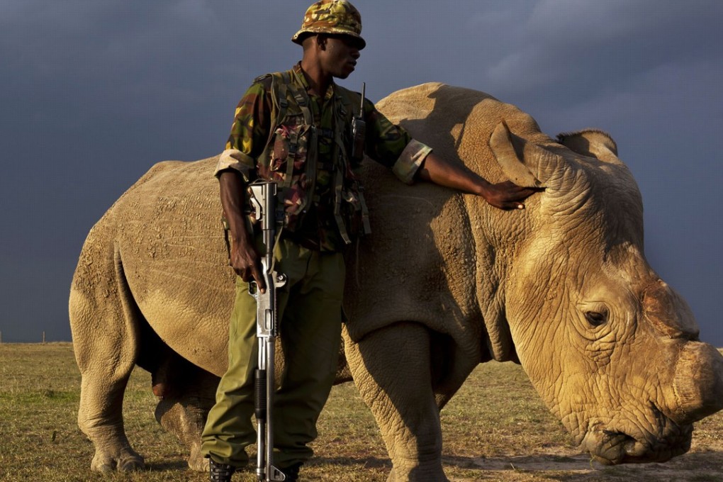 Sudan was the last male northern white rhino on earth. He needed constant armed protection from poachers. He died in March this year. Photo: Ben Stirton