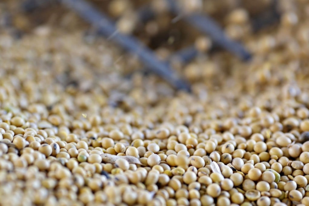 Industry experts have long suspected animal feed supplies could be contaminated with African swine fever, which cannot be cured and has no vaccine. The disease is known to survive for weeks in feed ingredients like soymeal. Photo: Bloomberg