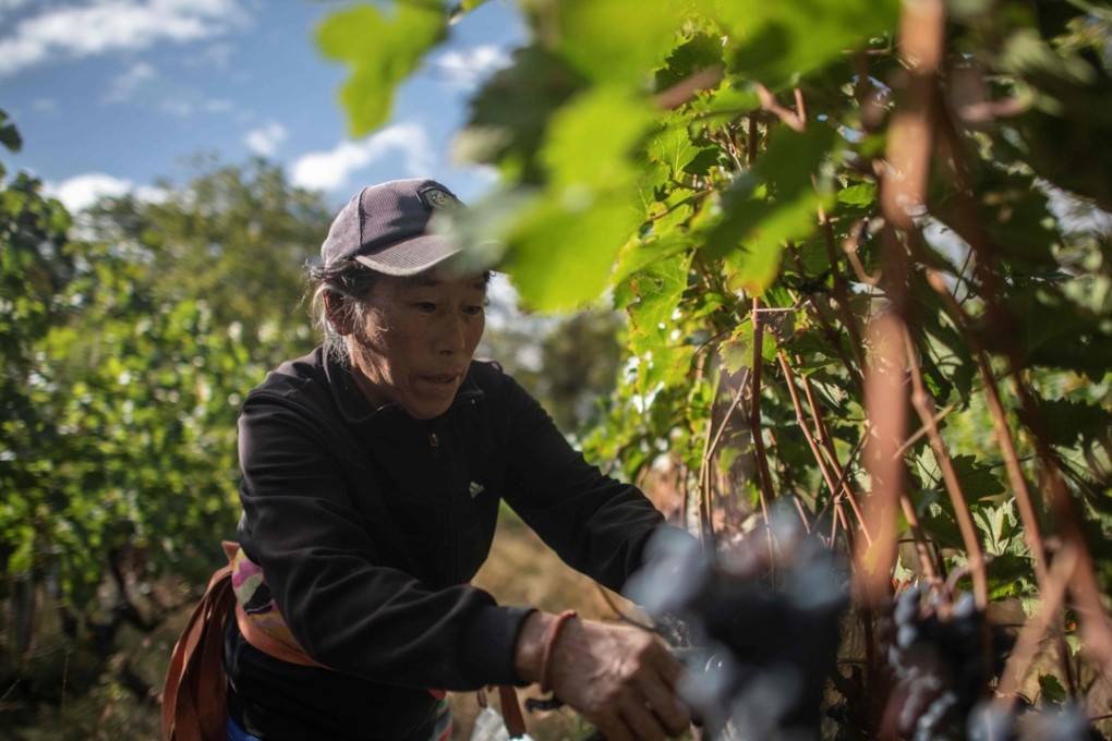 A farmer harvests grapes at the Ao Yun vineyard, where Moet Hennessy is out to prove that China can produce great wines. Photo: AFP